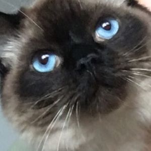 Meet your Posher, Cynthia